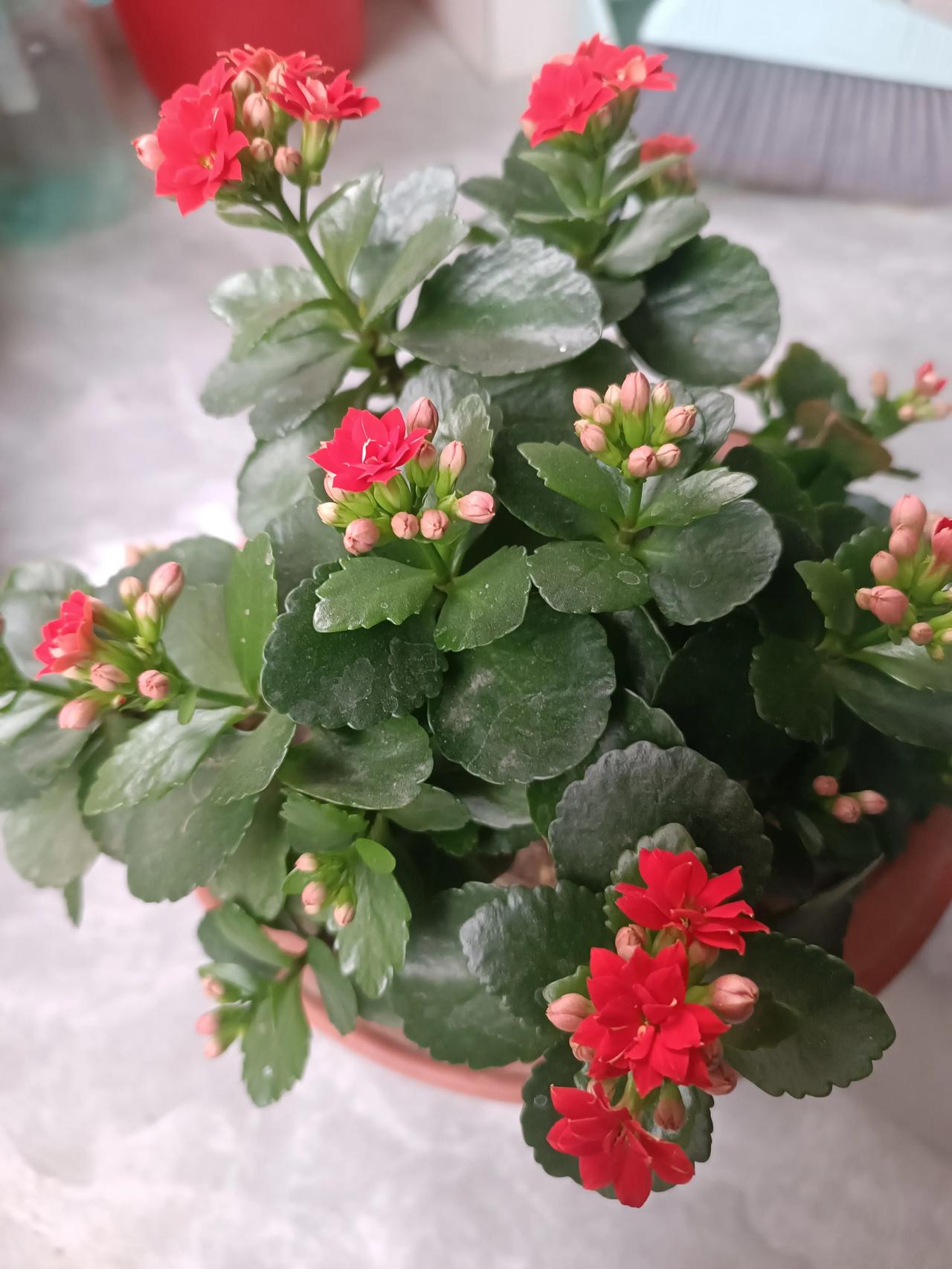 长寿花为什么只长叶不开花?宝子们，家里长寿花是不是叶子绿油油、长得贼旺，就是不