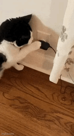 科学家猫，发现了世界的规律