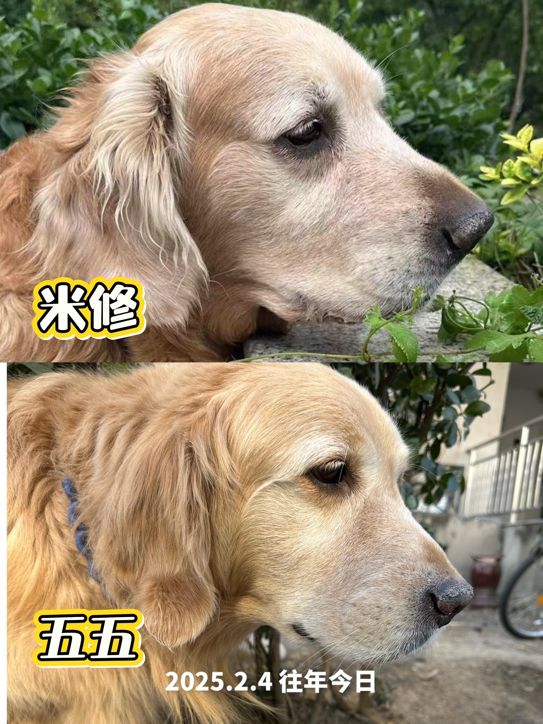 去年的今天，我见到了和你长的超级像的五五。米修的体重是五五的二倍，每次...