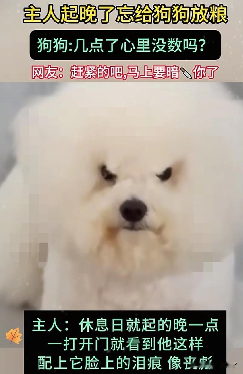 河南一主人聚餐回家，累得直接躺床上想歇会儿，结果家里的狗子一直围着她转，那小眼神