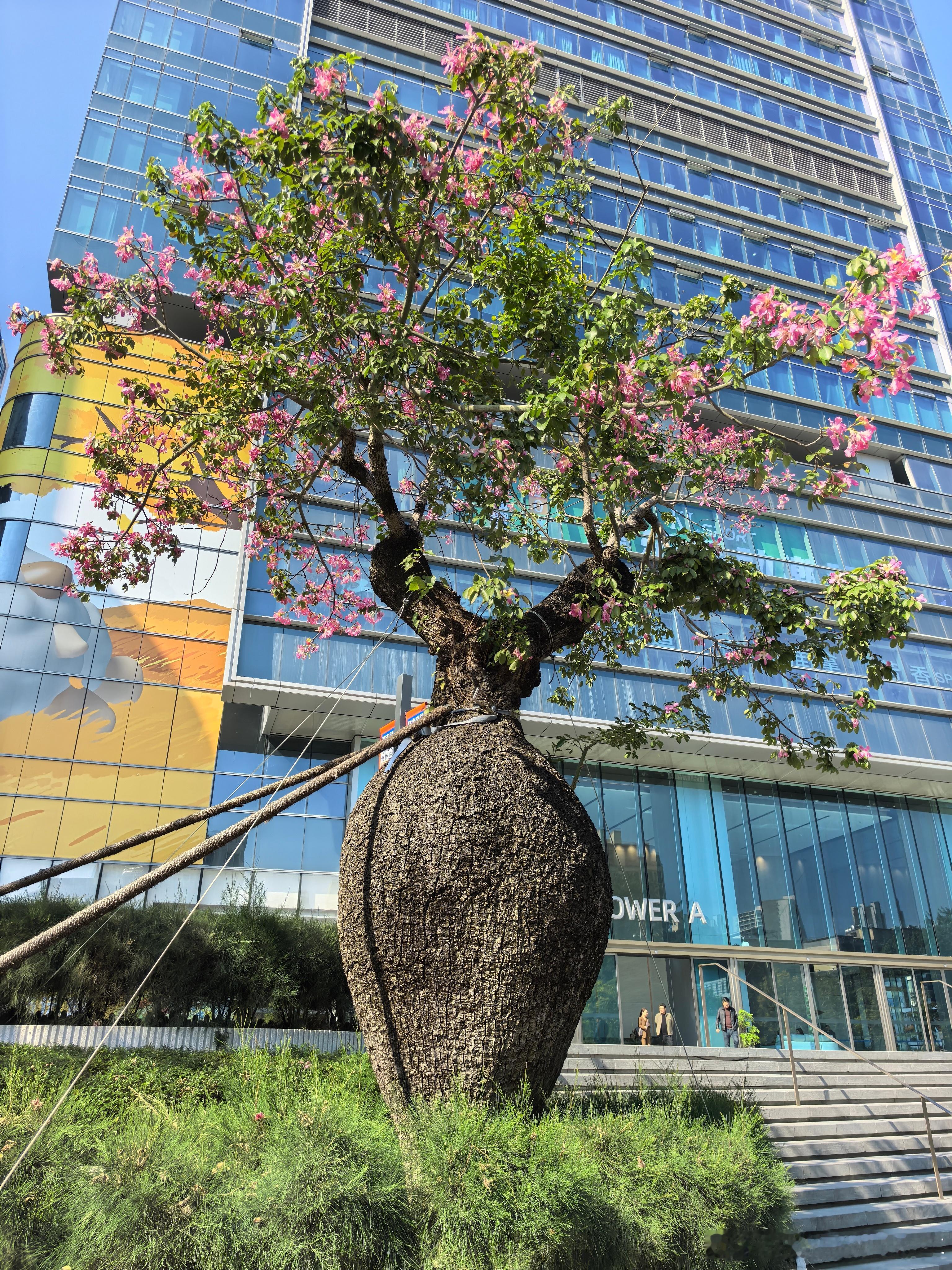 这种树叫什么名字？丑得可爱。