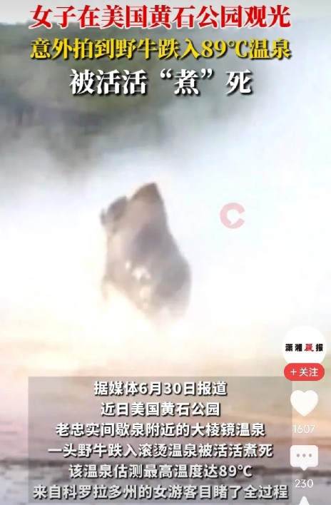 女子去美国黄石公园旅游，意外拍到一头野牛闲逛，不慎跌入89℃温泉，拼命挣扎，却始