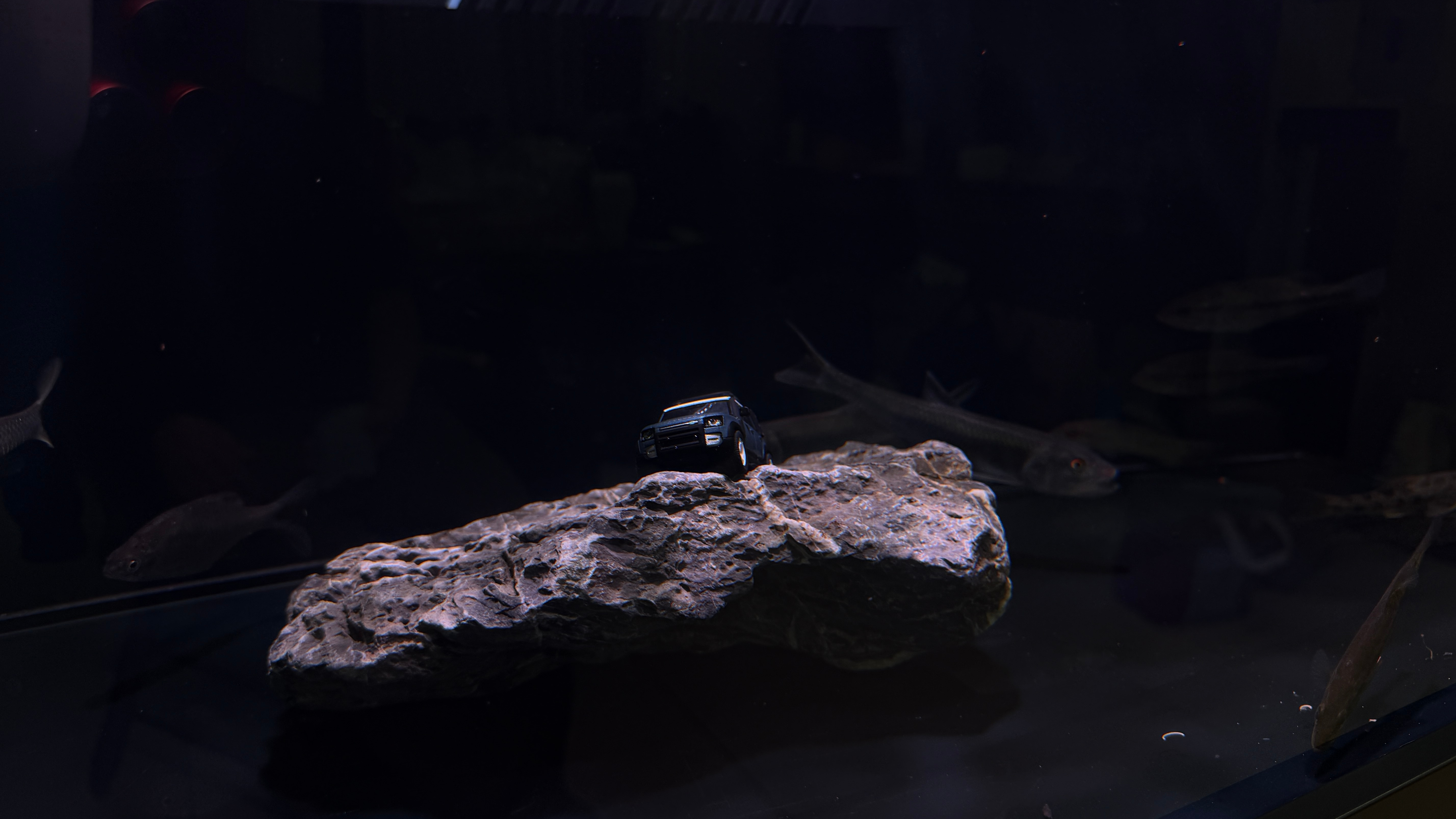 深夜到家，突发奇想💡把一只卫士小车模，放进鱼缸🚙是不是还挺漂亮[抱抱][抱