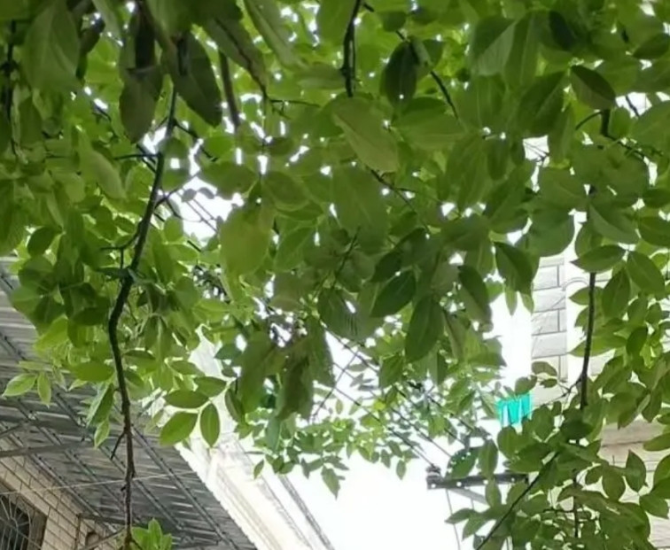 我爸和后妈搭伙过了26年，连结婚证都没领。我爸走后，亲戚急得催我回家，生怕后妈卷
