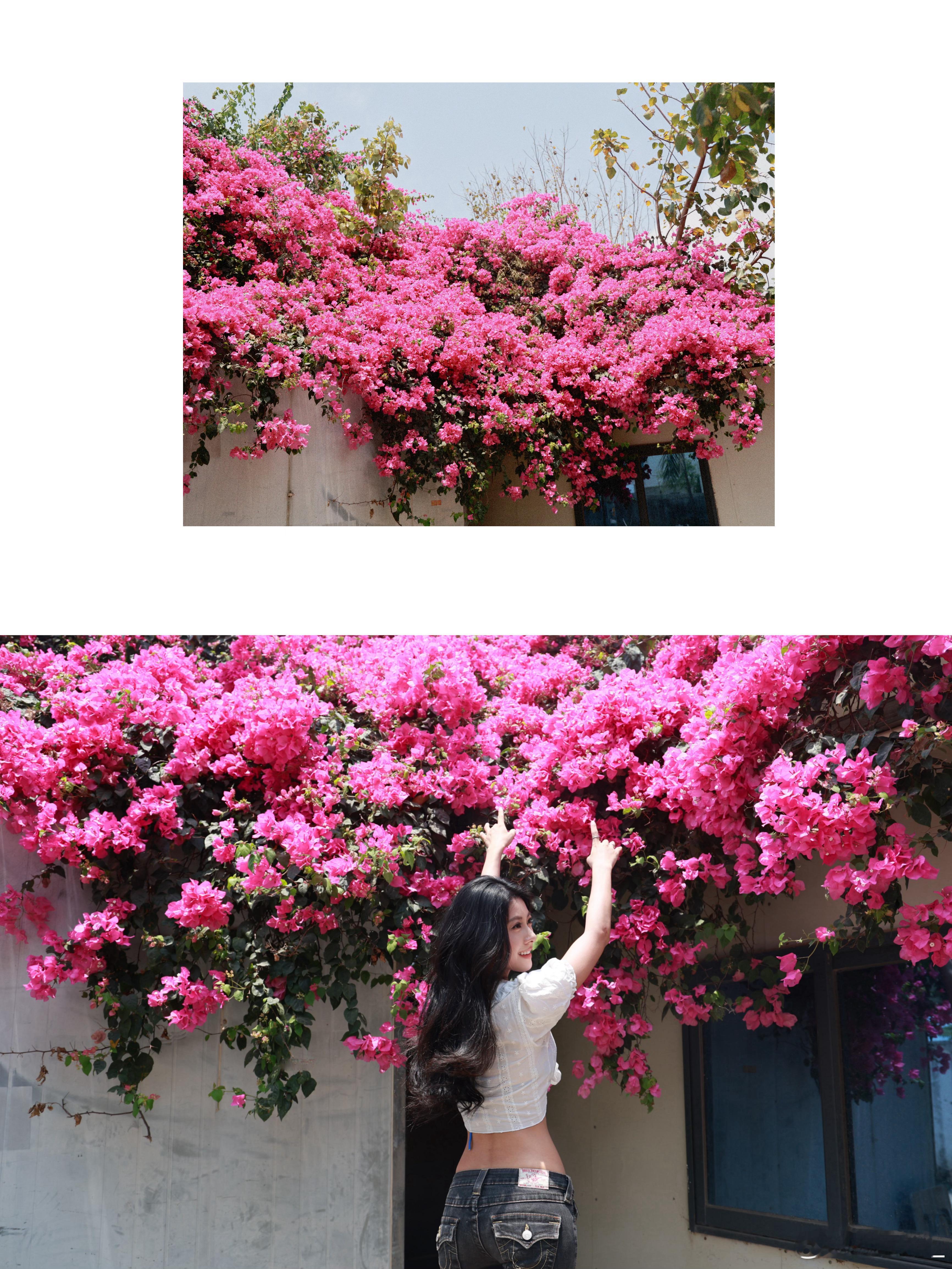 开满屋顶的三角梅会更浪漫💕