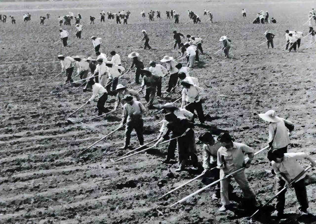 1970年中国用生猪换取意大利的拖拉机：3750公斤猪肉换1辆拖拉机 在