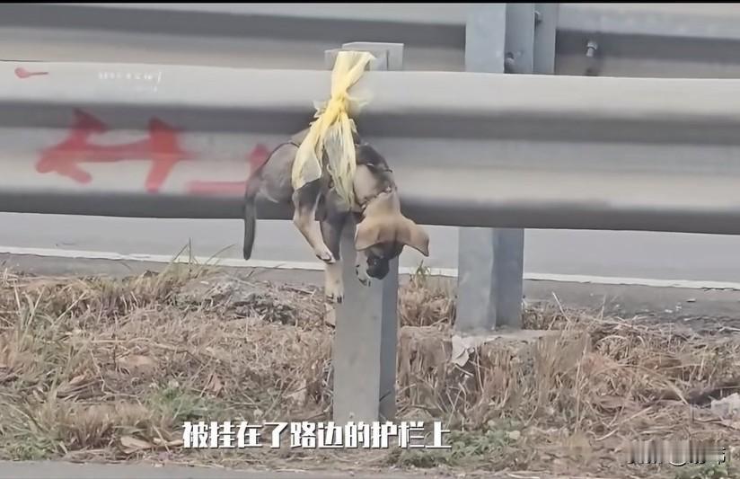 太可怜了！这天一位小哥哥去跑步，当他跑到一条国道附近的时候，看到路边的栏杆上挂着