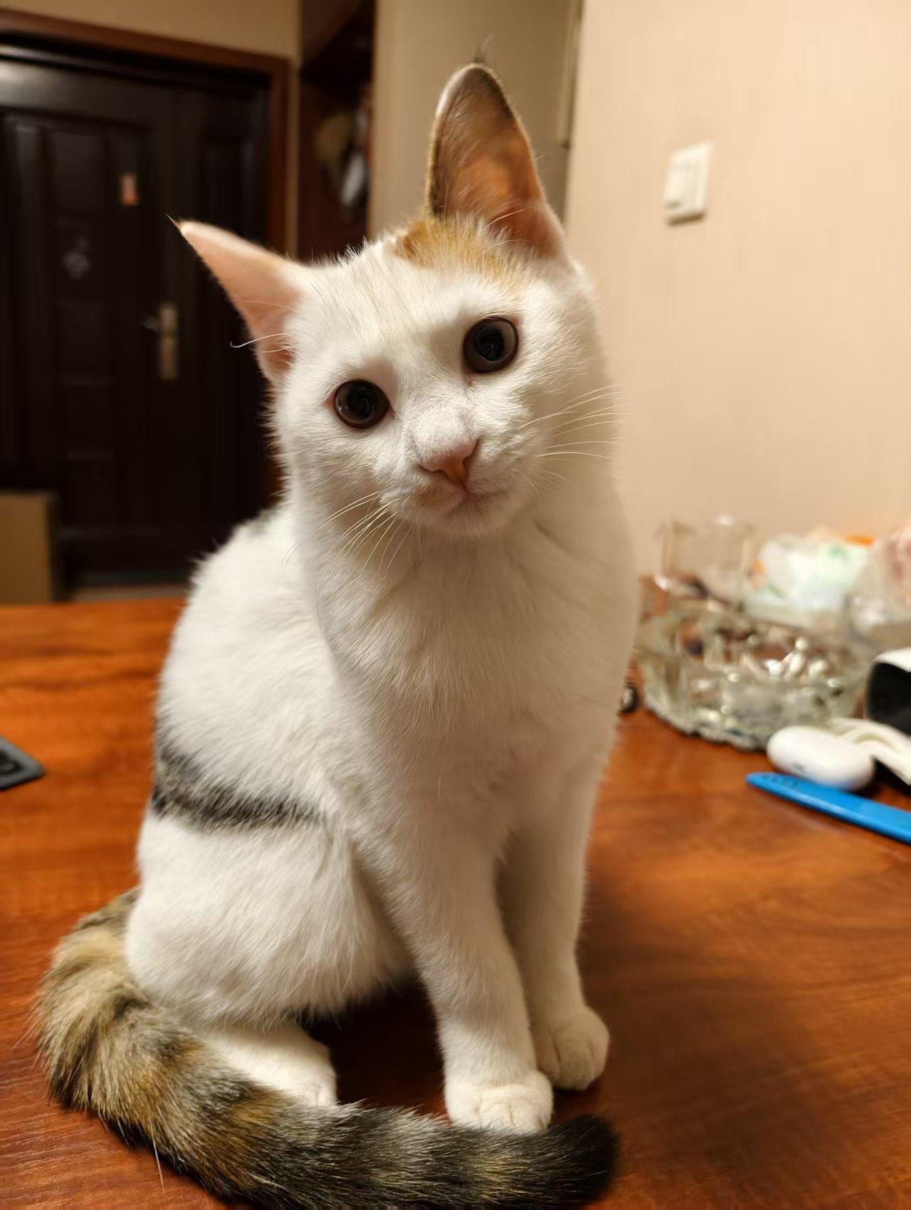 分享一张最可爱的猫咪照片猫系萌照猫咪ø猫美图