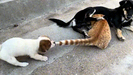 真是笑出眼泪了，这画面也太有意思。这只大猫都长这么大了，还跑去凑过去吃母狗的奶，
