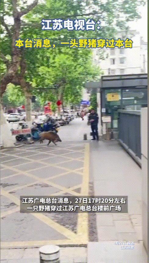 “笑不活了！”江苏电视台居然被野猪给“偷家了”，就在昨天下午，一头野猪突然冲进了