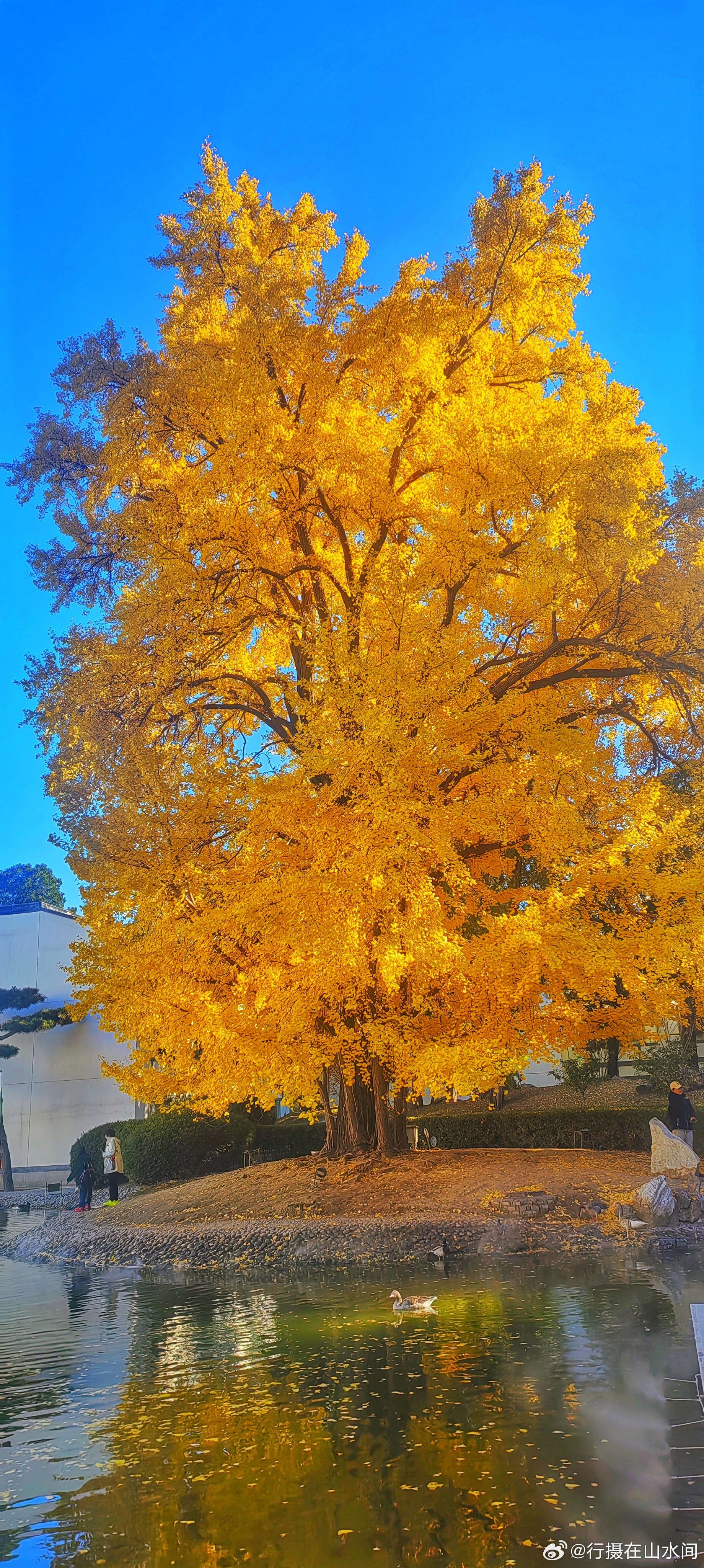 北京香山饭店银杏渐入佳境20的5.11.2摄影​​​