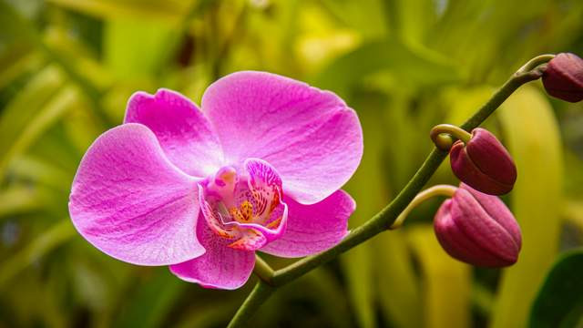 都说过年要买“花中皇后”蝴蝶兰, 那具体该怎么选购