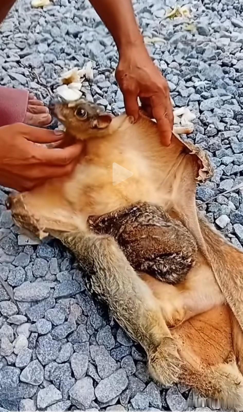 上世纪五、六十年代小学课文《寒号鸟》哆啰啰，哆啰啰，寒风冻死我，明天就垒窝。天亮