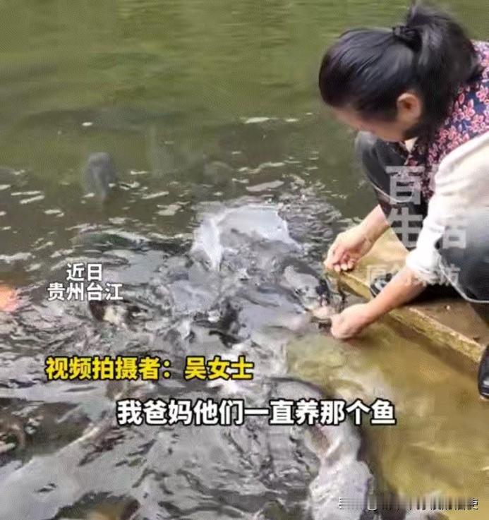 “太治愈了！”贵州台江上演暖心一幕，女子本只是随手拍下妈妈喂鱼的普通日常，没想到
