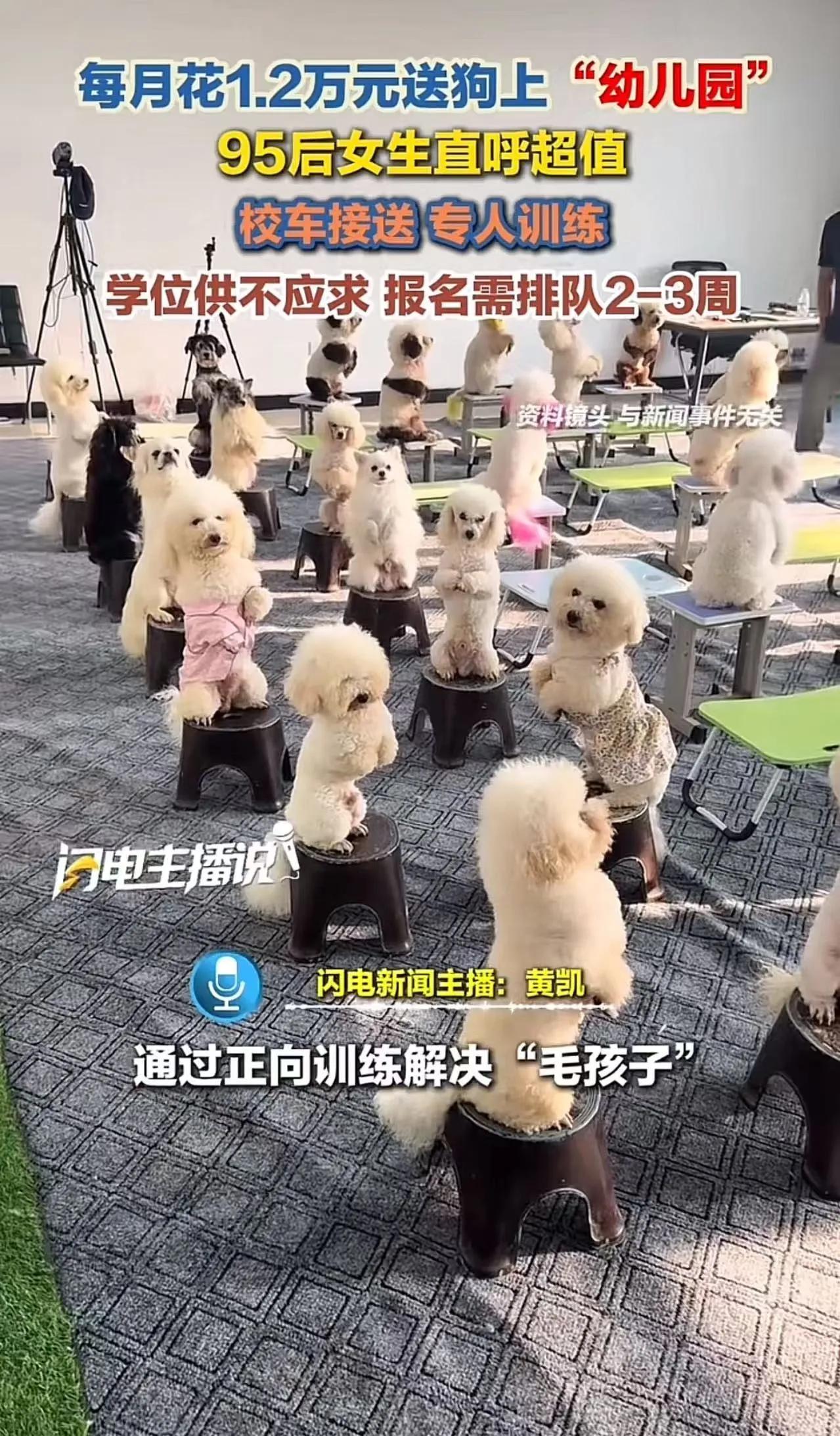 一个月1.2万给狗上“幼儿园”，还得排队，名额紧张，这事一出来，很多人第一反应不