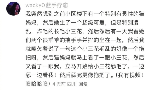 再也不敢对小猫乱说话了