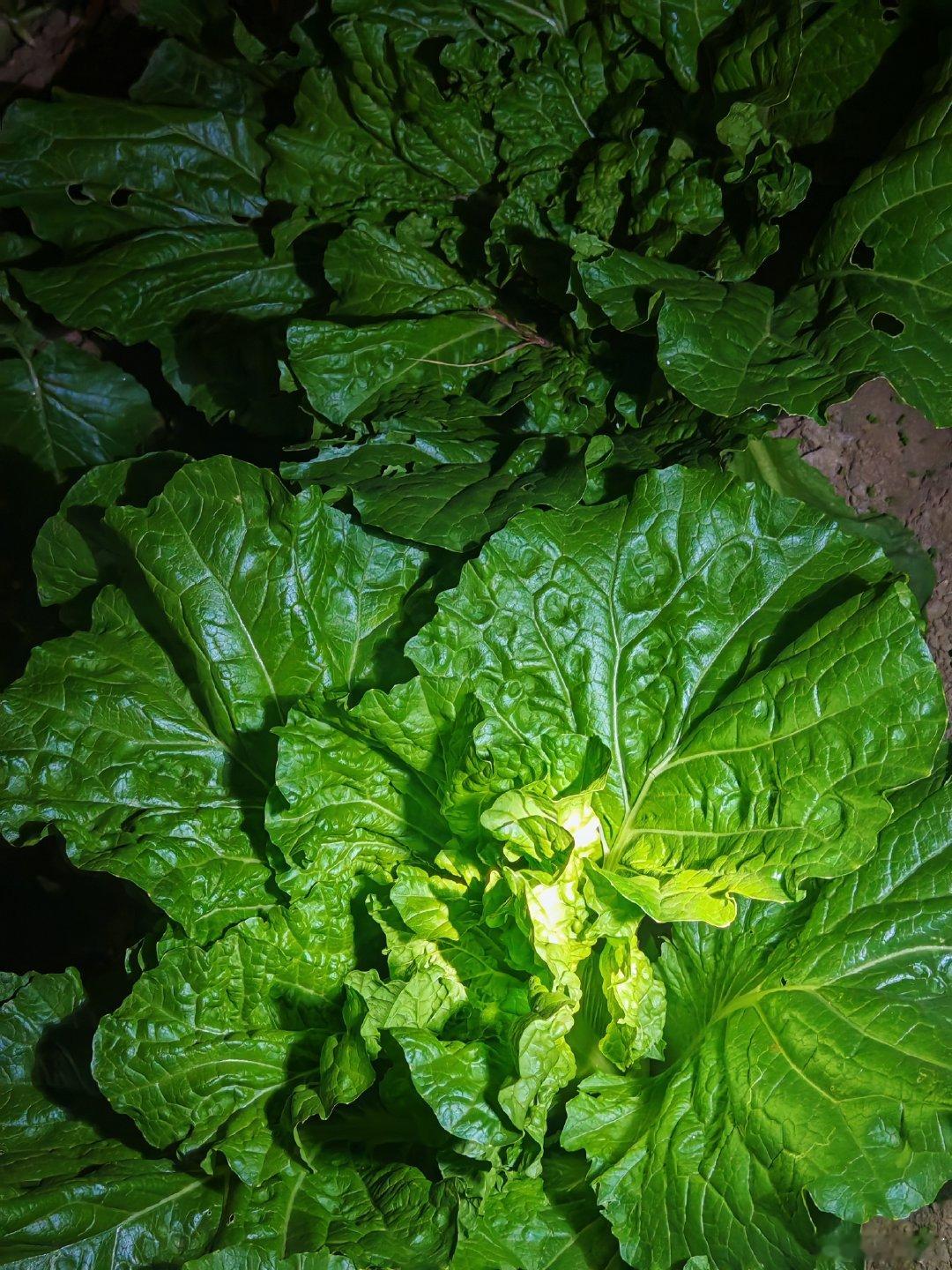 克拉克森的农场种出了土豆，老妈的农场种出了巨型白菜​