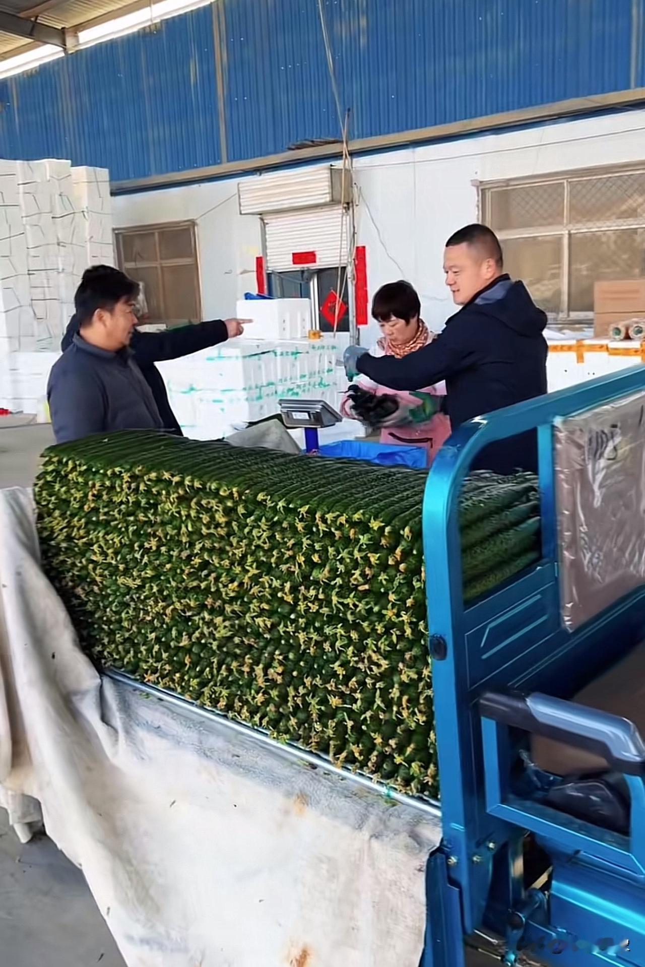 农户为什么可以把黄瓜种的这么直溜！大小几乎一模一样，谁懂？