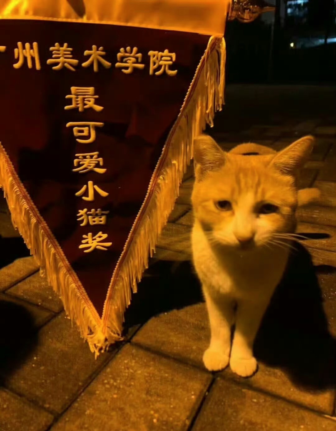猫咪获得一面锦旗：最可爱小猫奖