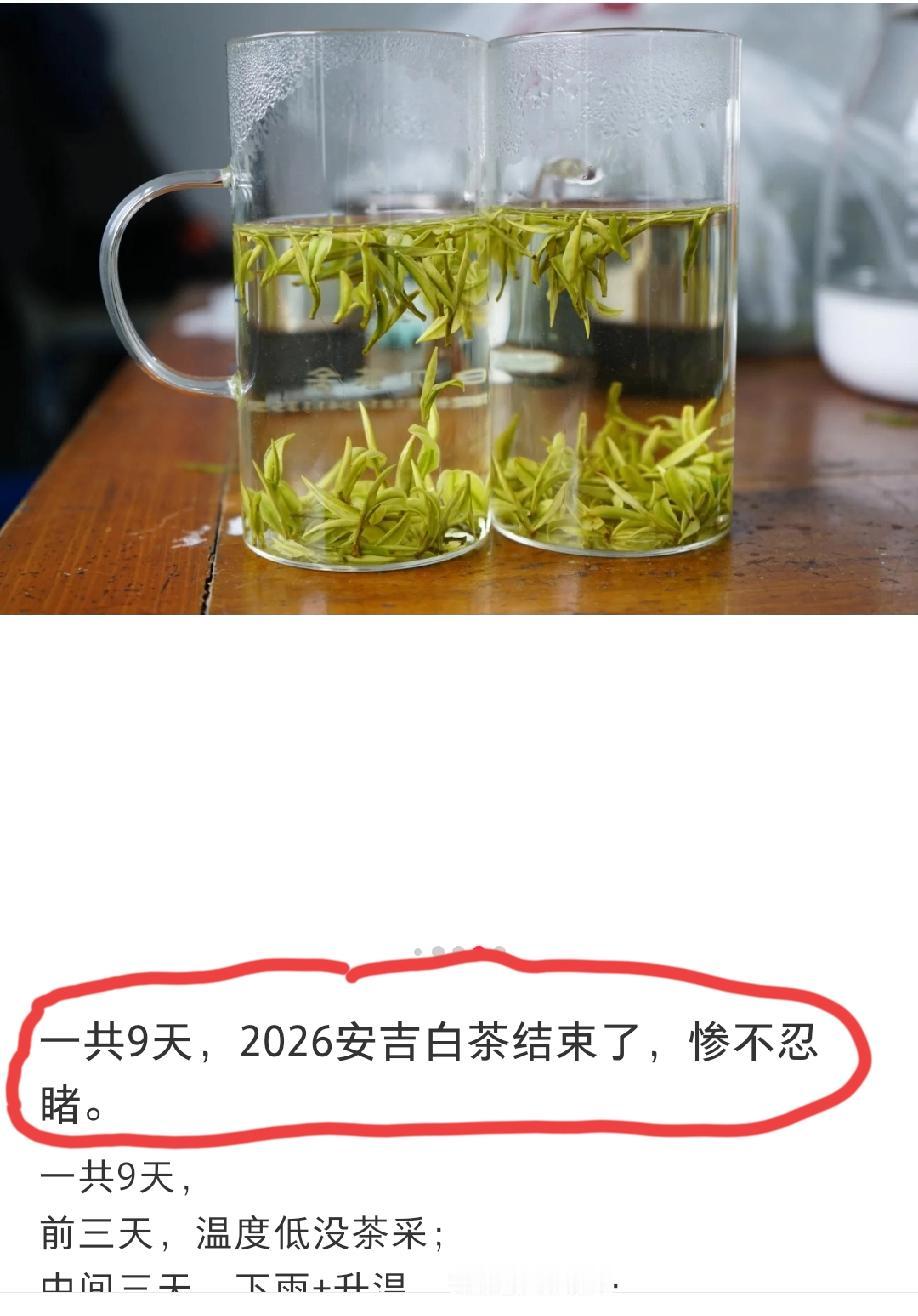 26年安吉白茶行情，可以用“惨不忍睹”形容？这位业内人士表示称:今天的安吉白茶