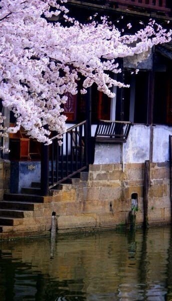 烟雨西塘，追寻这一季的樱花雨