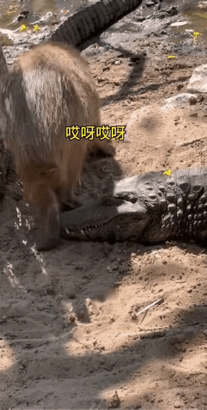 水豚这种动物真是够厉害了，虽然它的体型不是很大，但是在鳄鱼身边走来走去，对鳄鱼一