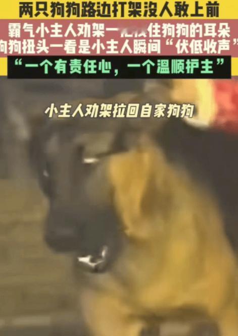 “笑不活了！”湖南，两只狗狗在路上突然打起来，围观的大人都不敢上前，没想到人群中