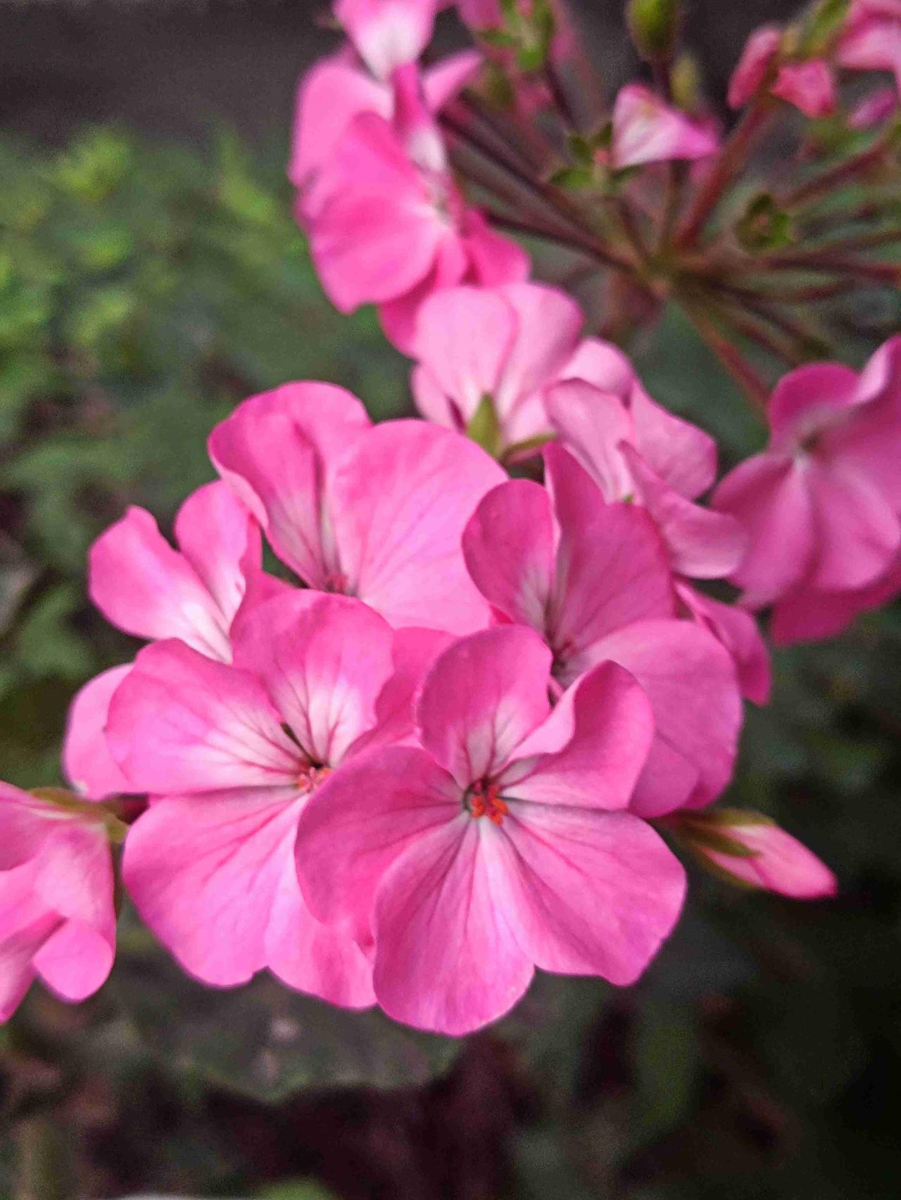 一团团玫粉色花球热烈盛放，花瓣中心晕染出细腻浅色纹路，簇拥成团，明艳温柔，它便是