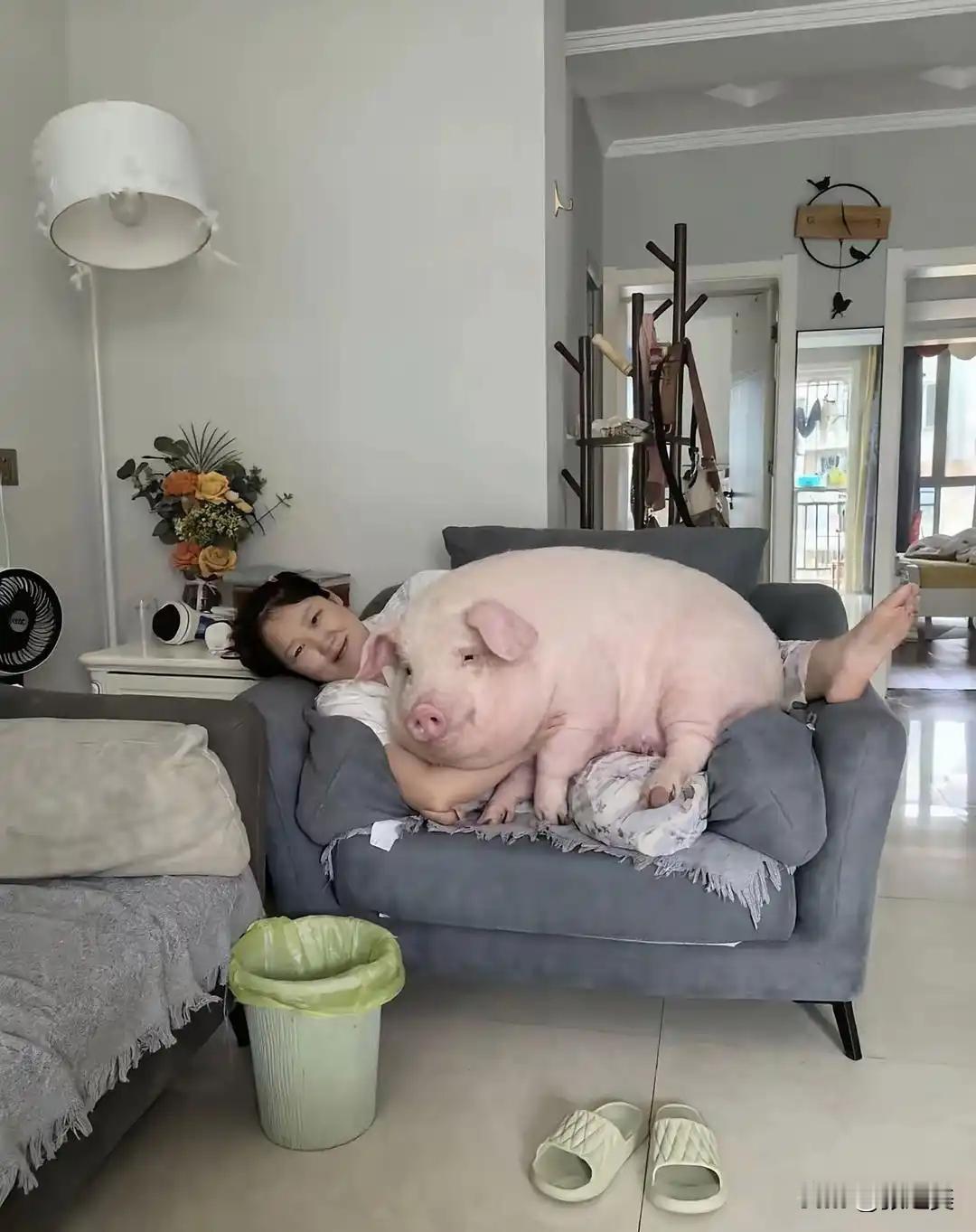友友们快看这离谱又可爱的画面！别人养宠物是猫咪狗狗，这家人直接把一头圆滚滚的大肥
