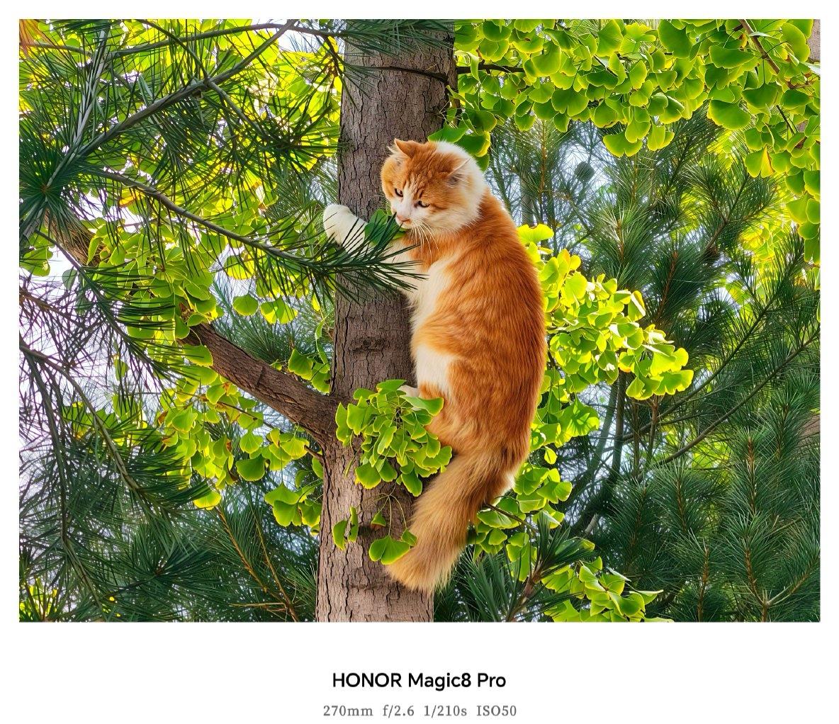 你敢信？这是荣耀Magic8Pro的10倍长焦拍10米外的猫，胡子都清清楚楚！
