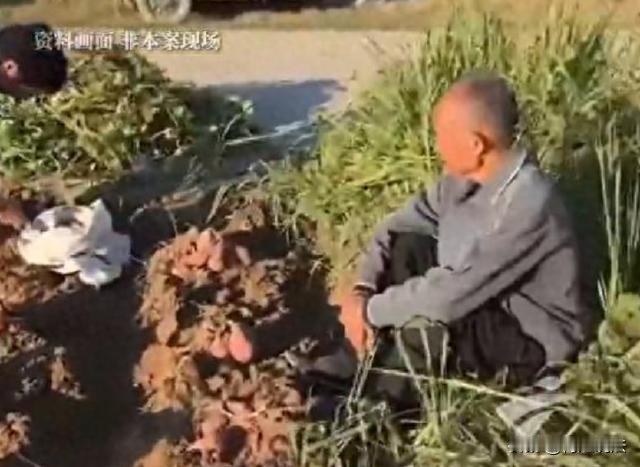 广东揭阳，5名老妇盯上了种植户李先生堆在田间的番薯。三天里，她们分工明确，有人望
