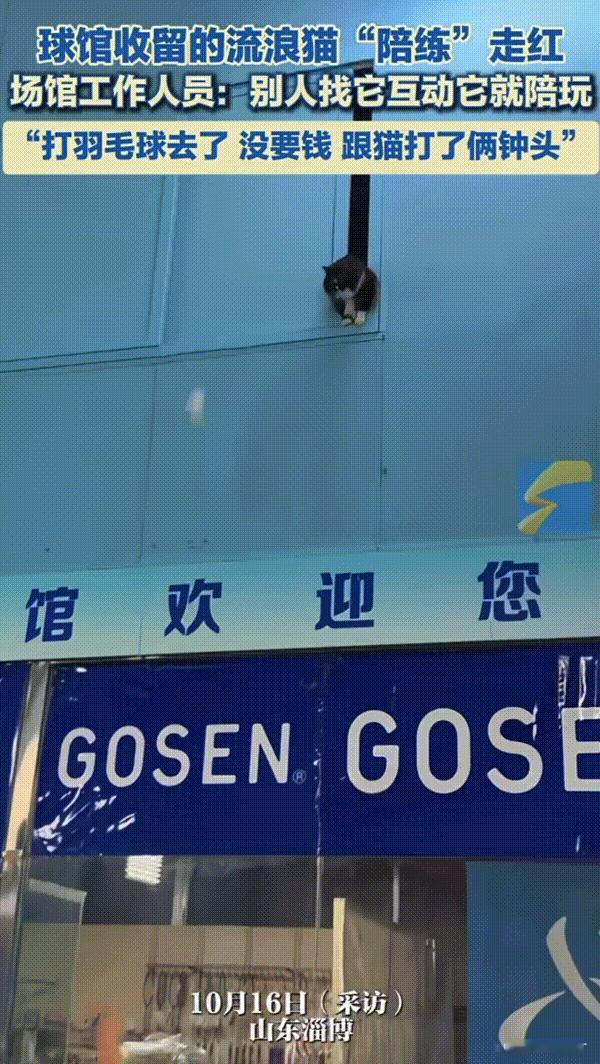 凭本事挣猫粮！山东，球馆的工作人员看流浪猫可怜就收留了它，可是没想到啊它是一只报