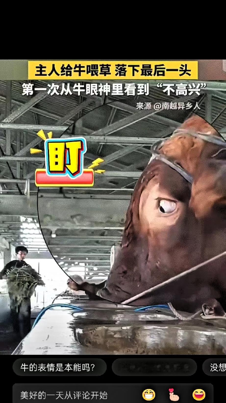 彻底解释不清了！近日，中国日报、新华社转发了一个视频。画面中，主人把一头牛给喂