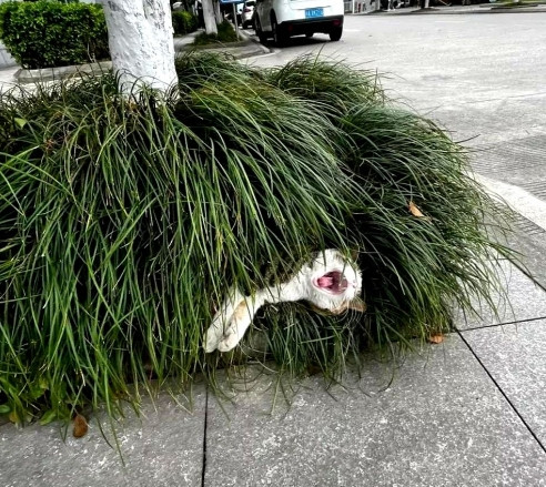 路边绿化带惊现一只喵咪被蛇咬住下体，侧躺着身子痛苦不堪