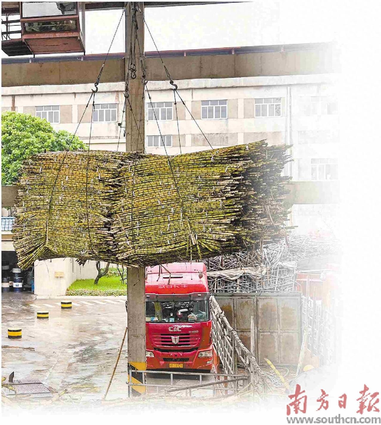 耀明糖厂老板他只是钱多，但不是傻瓜！ 四月底的广东化州，天气已经开始闷热起来