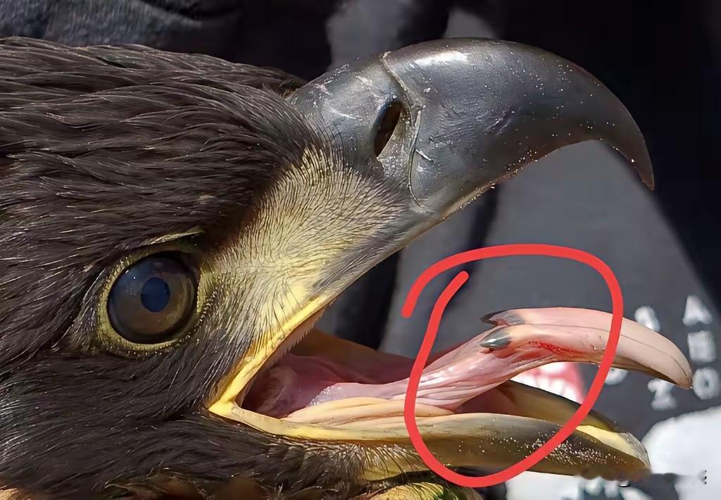 老鹰的舌头比较特殊，整个舌头的结构跟其他动物的舌头好像有些不太一样，虽然整体形状