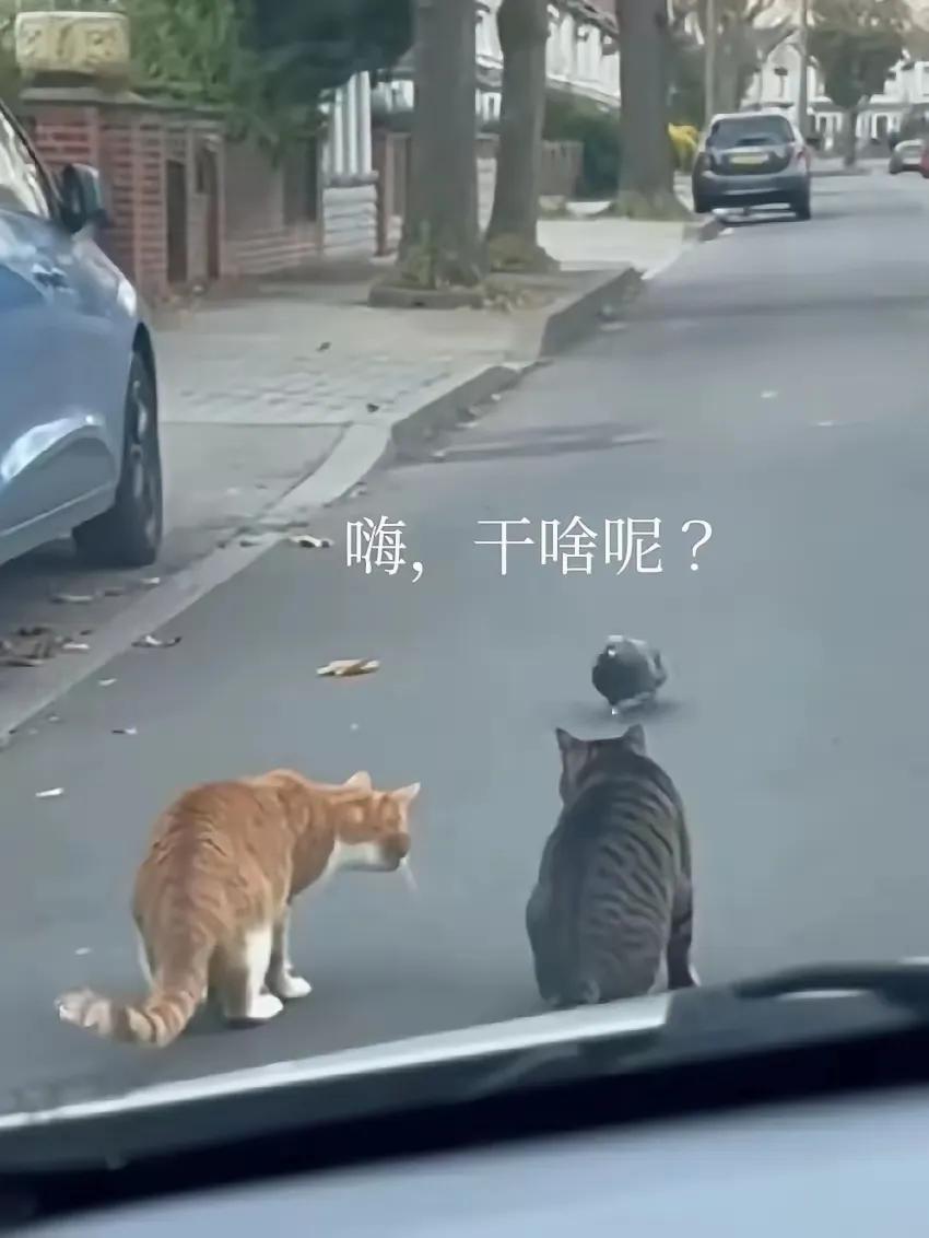 早晨开车去上班，看到两只猫正在想捕杀一只斑鸠。眼看斑鸠性命难保，我大吼一声：嗨，