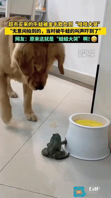 “蛙蛙大哭！”女子从超市里买回来活着的牛蛙，结果还没处理牛蛙从袋子跑出来了，被家