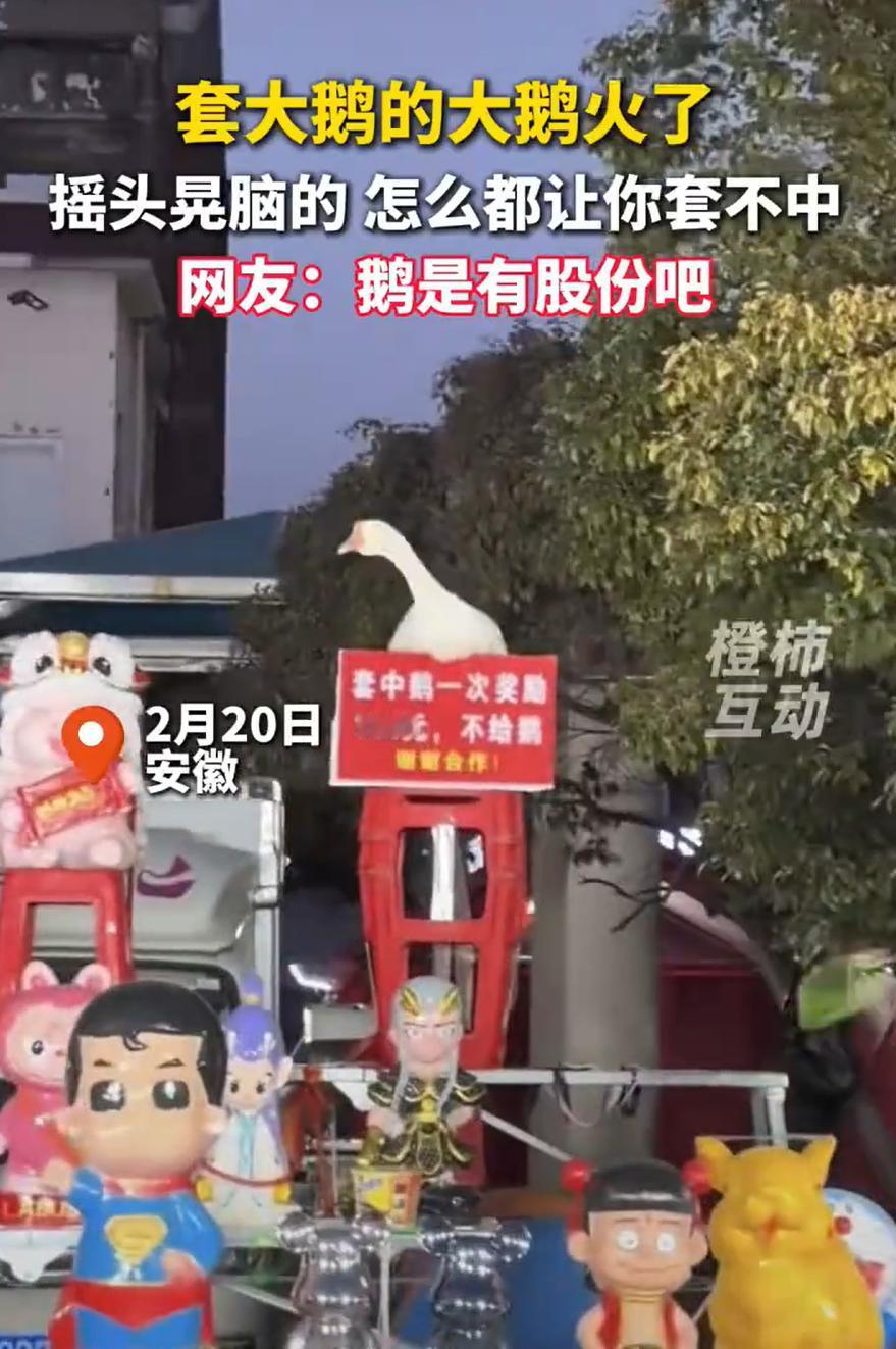 笑不活了！安徽，男子过年期间和家人去逛夜市，看到一位套圈的摊主放上一只大鹅，只要