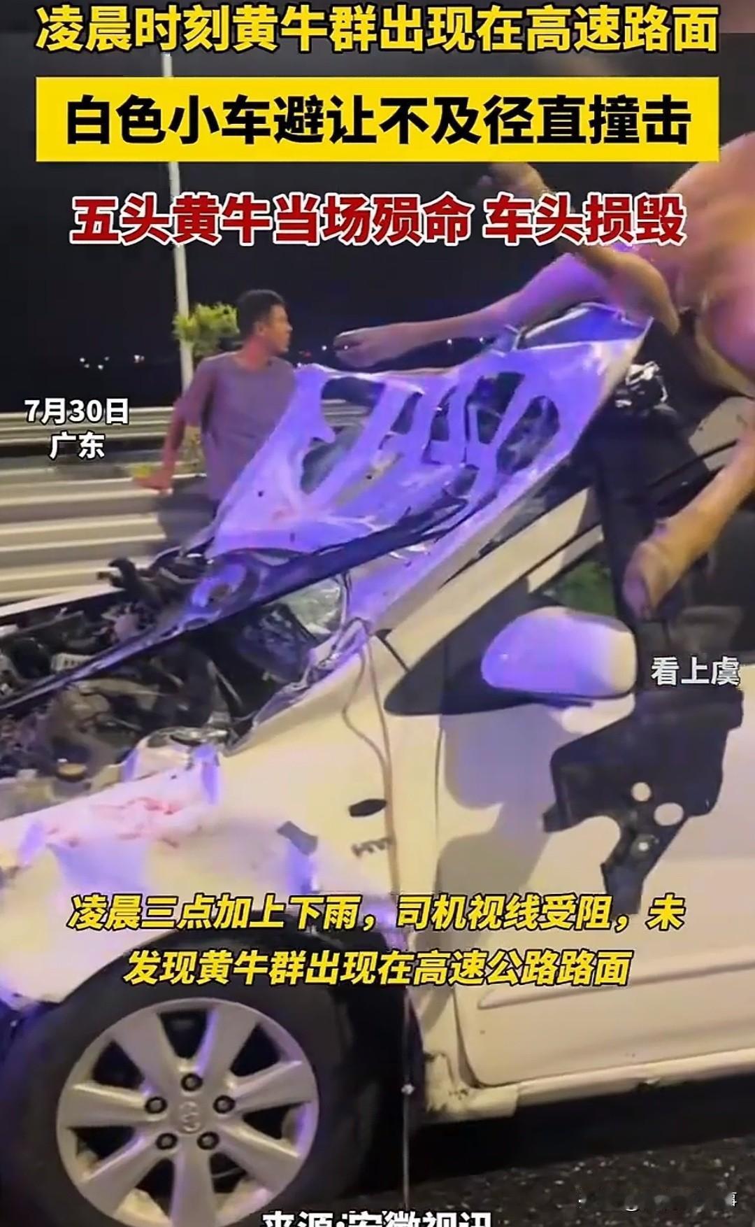 广东，一白色小车在雨夜高速上避让不及，撞击路面黄牛群，导致五头黄牛当场殒命，一头
