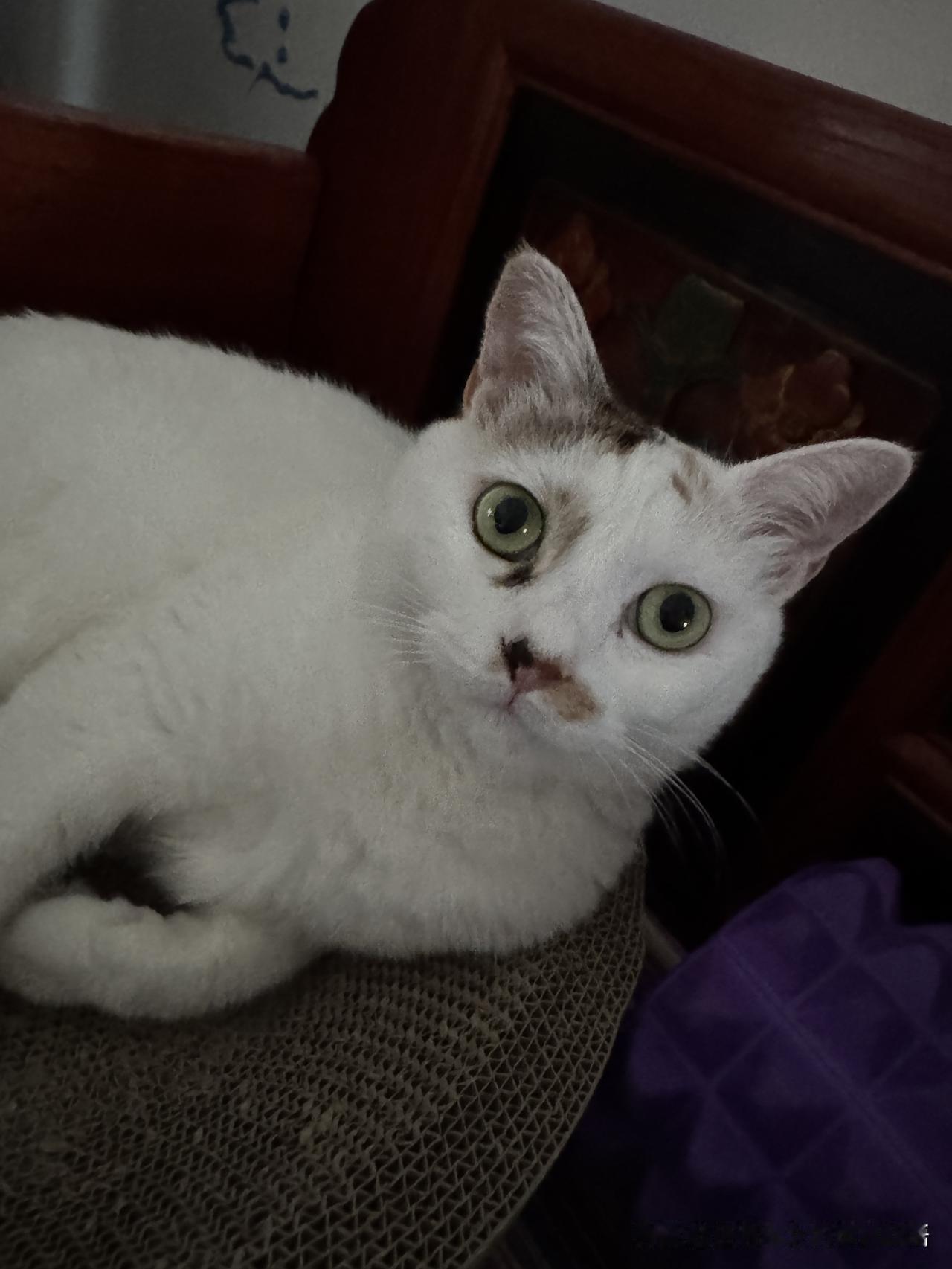 中伏天不用出门的小猫咪