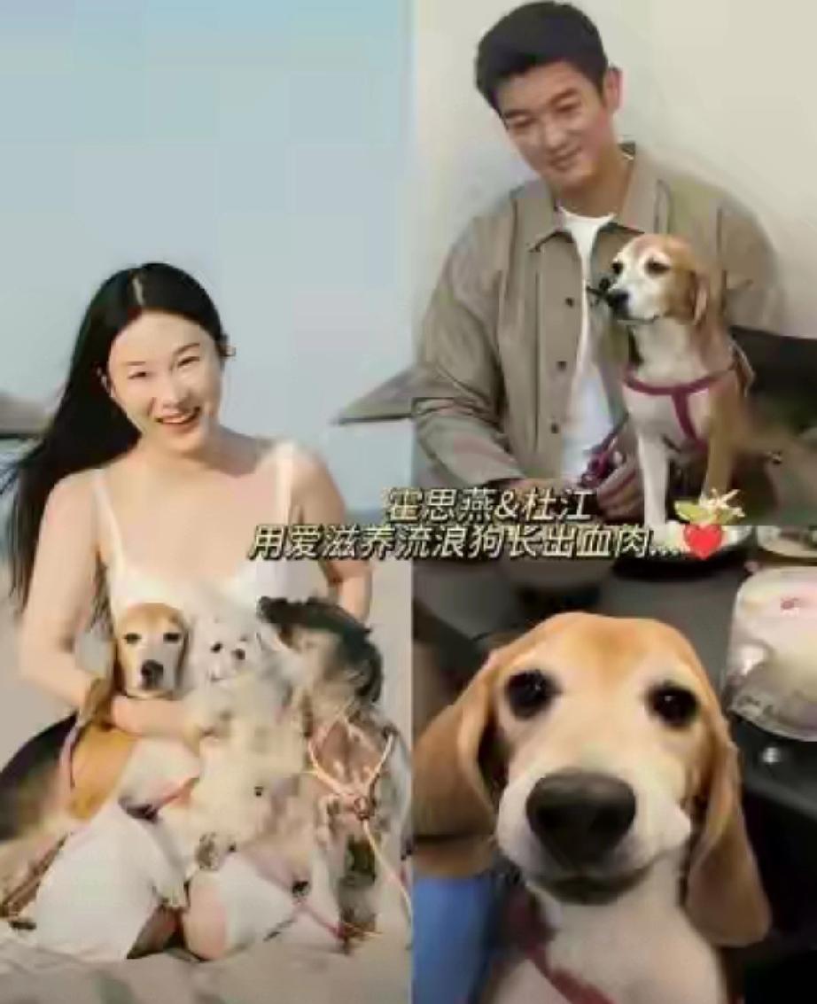 热搜炸了！霍思燕蒙古獒再夺国际大奖，杜江幽默回应太圈粉霍思燕携4个月