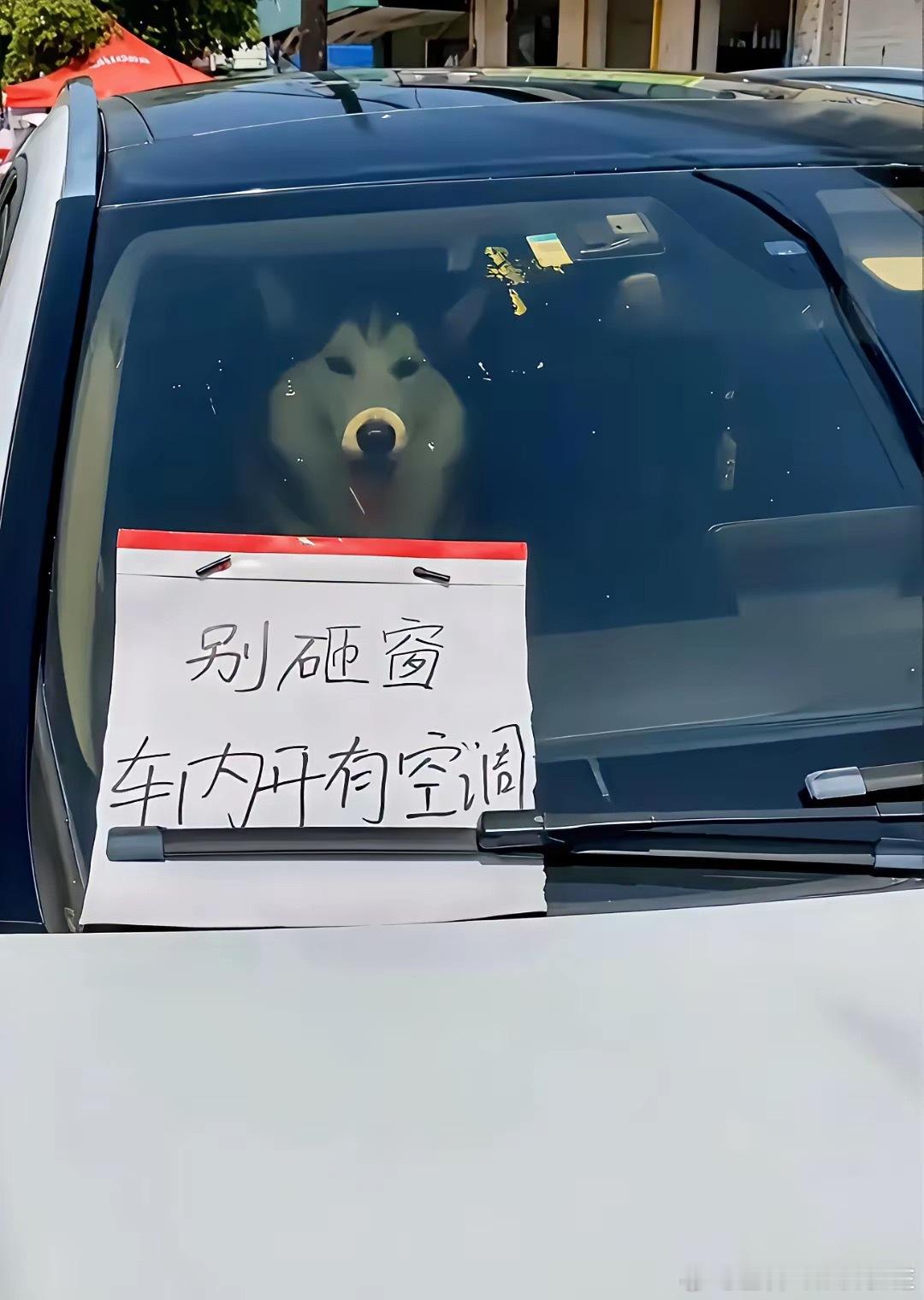哈士奇在吹空调！待遇不错！​​​
