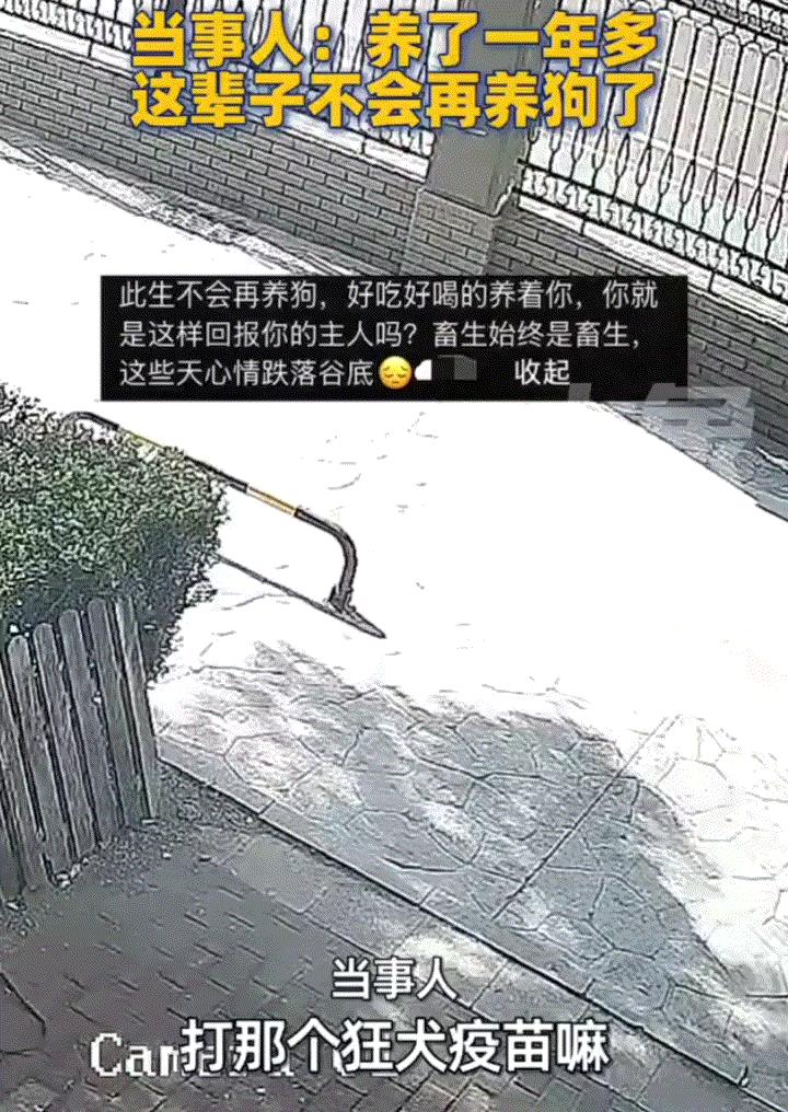 万万没想到，天津，一女子这天拉着自己养了一年多的狗子出门溜达，不料遛完狗后，女子