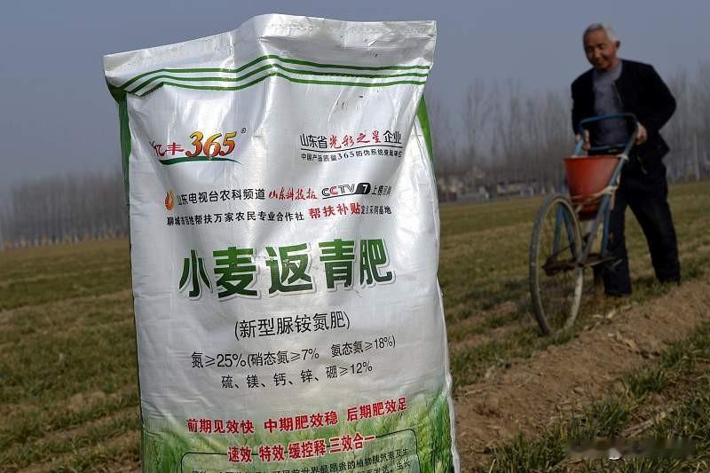 烟台这两天小麦种植直接进入高峰期，身边不少农户都在抢墒播种，生怕晚了影响冬前分蘖