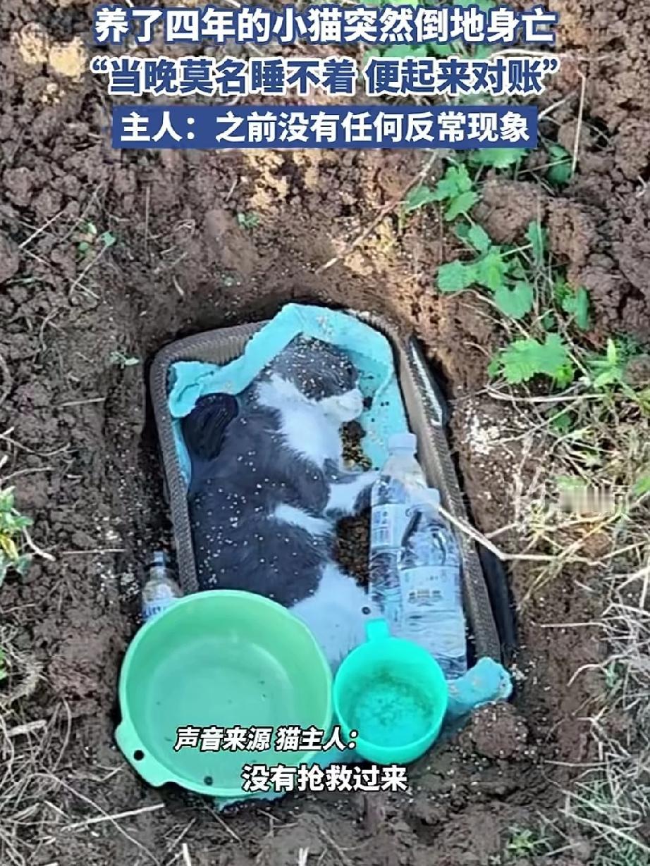 养了四年的小猫突然倒地身亡！当晚夫妻二人莫名睡不着觉起来对账，女子刚