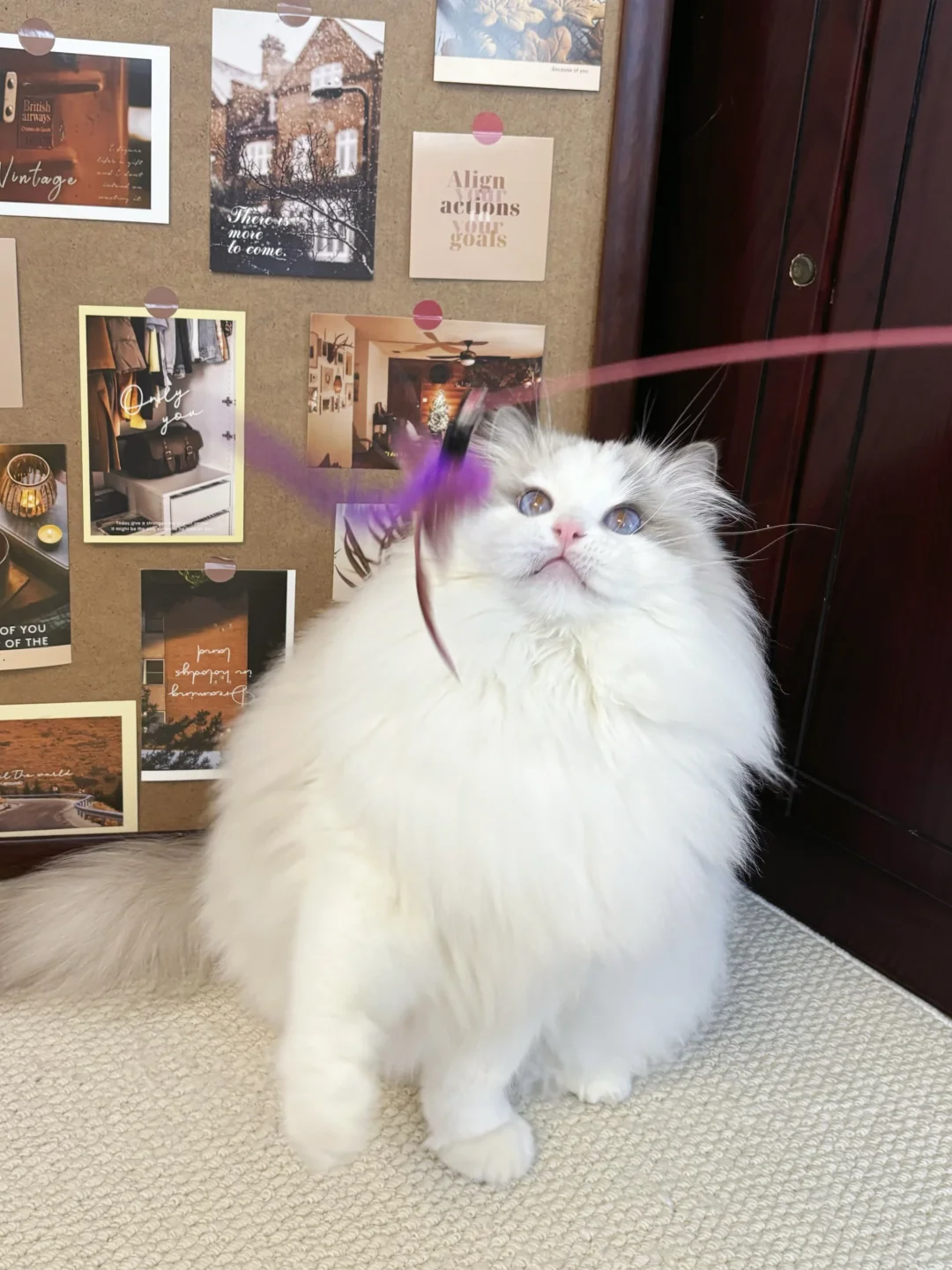 小猫的快乐就是这么简单