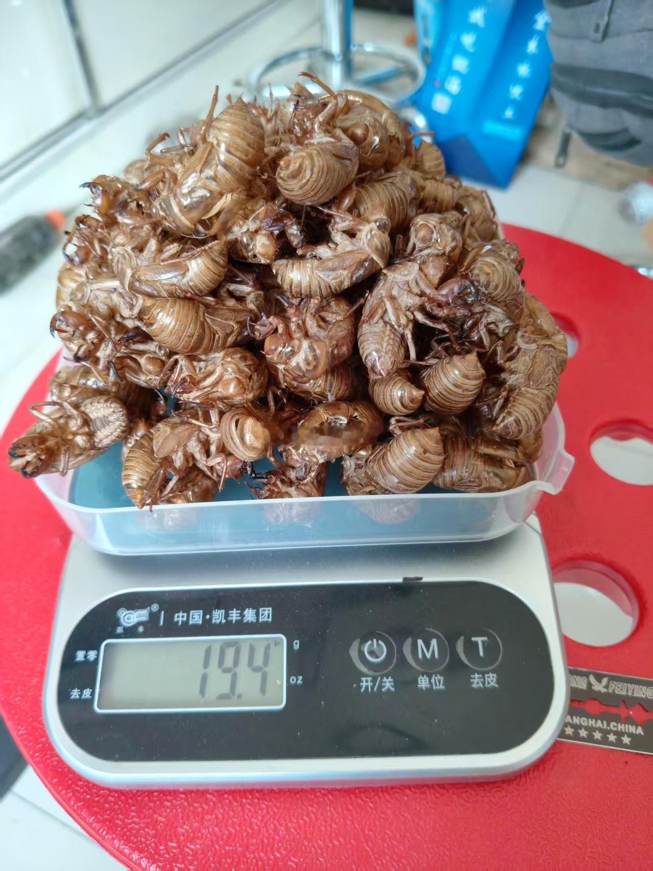 每到夏天这个时候，在傍晚公园的树林里，总能看到一些人打着手电，四处寻找什么。他们