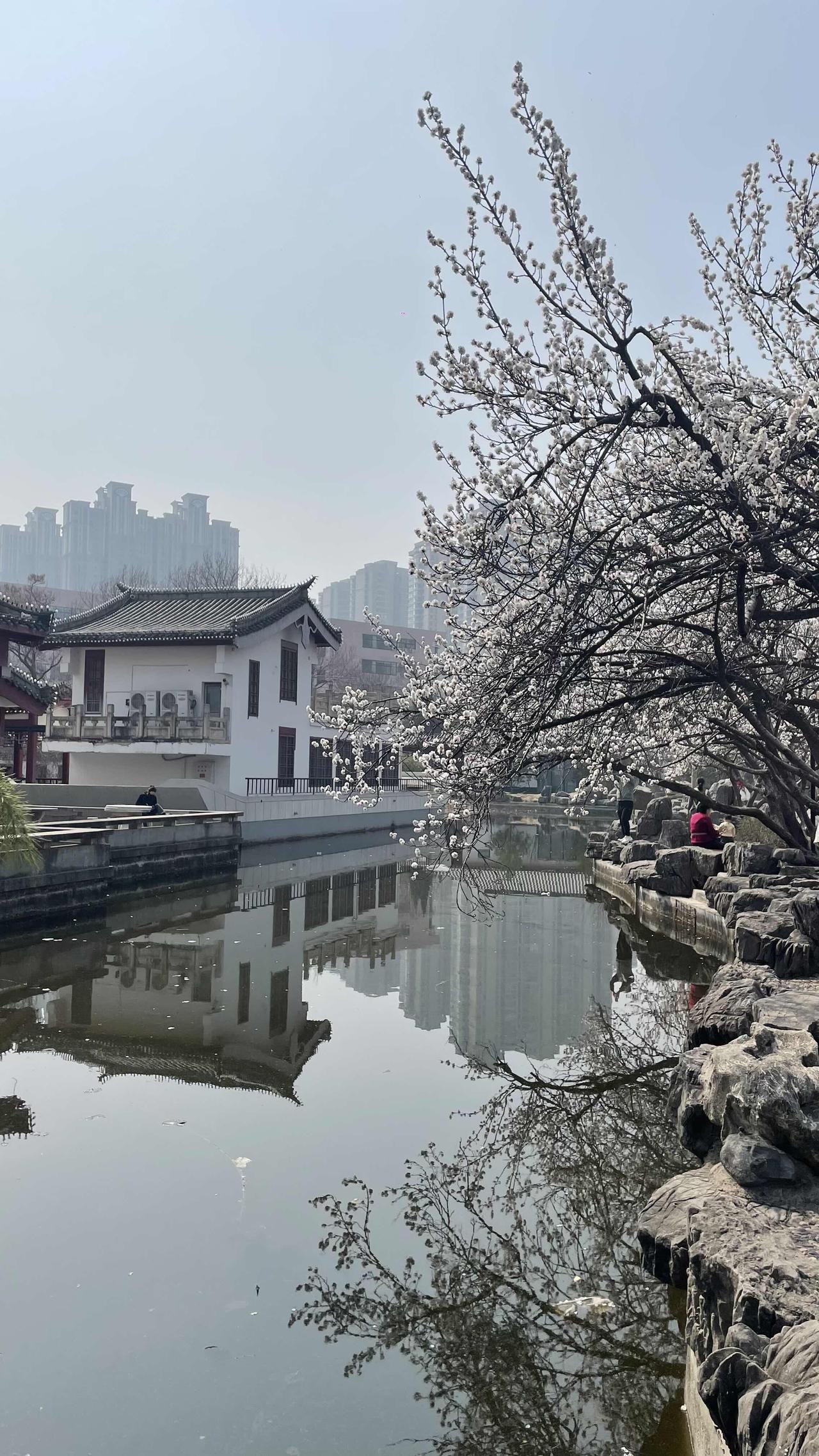 郑州市区隐藏古典园林，梨花绽放拍照太美了郑州嵩山路滨河公园，隐藏了一座古典园