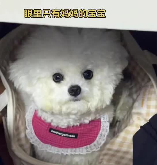 广东深圳，有一名女子在网上购买了一只小狗，因为担心小狗在家孤单没人陪，特意买了一